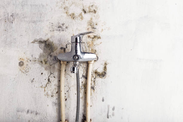 Best Black Mold Remediation in Cloverdale, IN