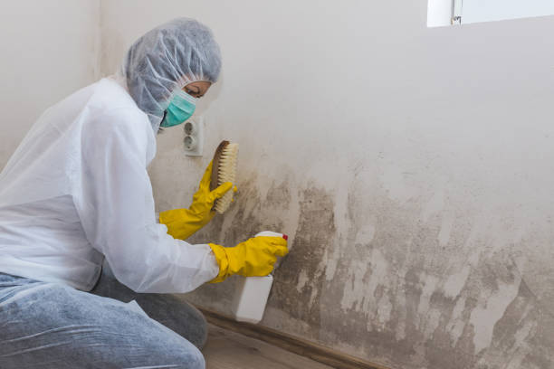 Best Emergency Mold Remediation in Cloverdale, IN