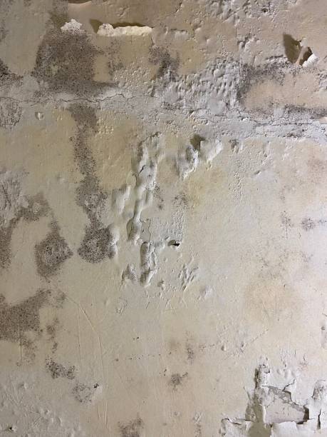 Best Preventive Mold Services in Cloverdale, IN
